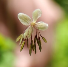 Thalictrum arkansanum