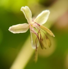 Thalictrum arkansanum