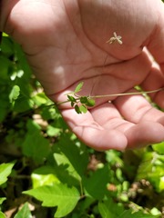 Thalictrum arkansanum