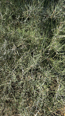 (c) Tom Devitt, some rights reserved (CC BY) Ephedra antisyphilitica, photograph (c) Tom Devitt, some rights reserved (CC BY)