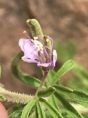 Cleome rubella