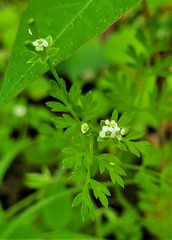 Chaerophyllum procumbens procumbens