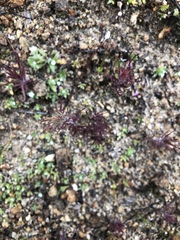 Pedicularideae