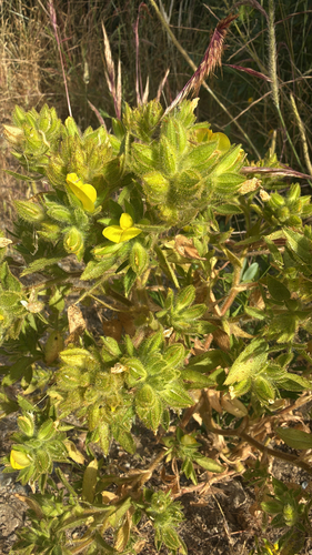 downy restharrow