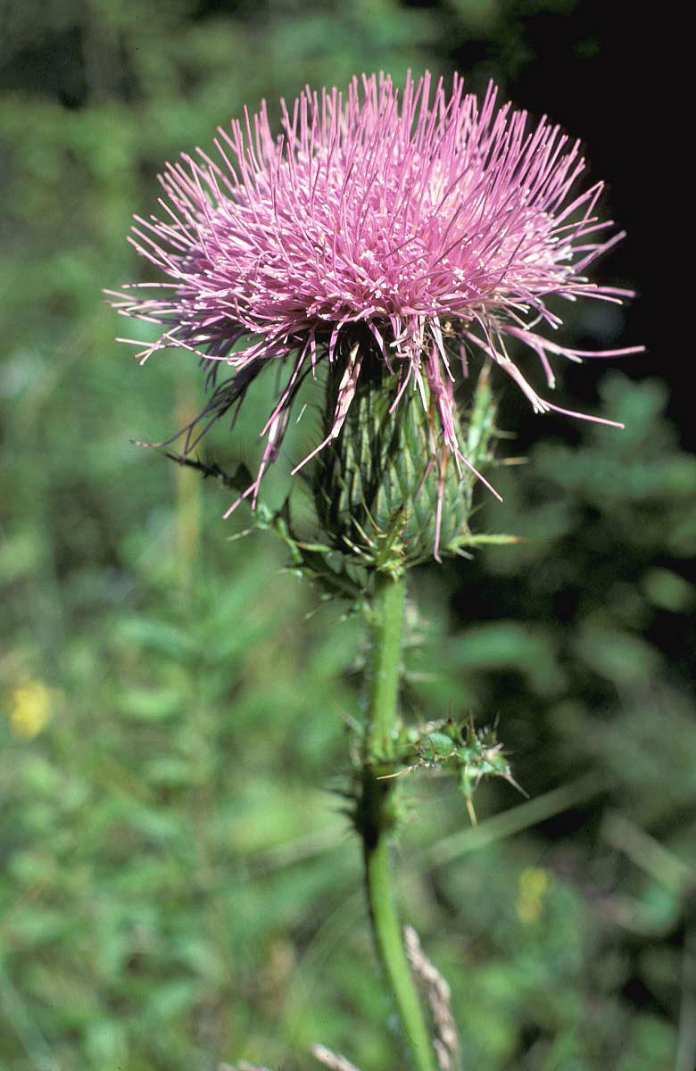 Cirsium pumilum