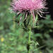 Pasture Thistle - Photo (c) roy pilcher, some rights reserved (CC BY-NC), uploaded by roy pilcher