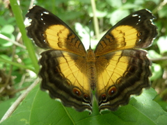 Junonia terea terea