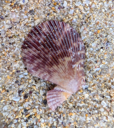 Mimachlamys varia varia