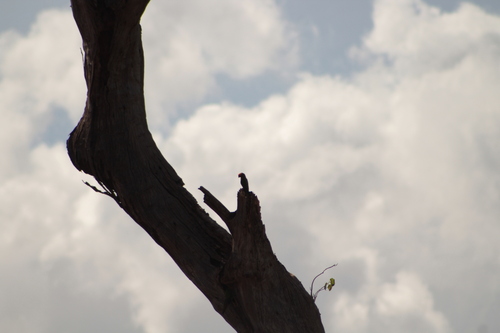 Golden-capped Parakeet (Aratinga auricapillus)