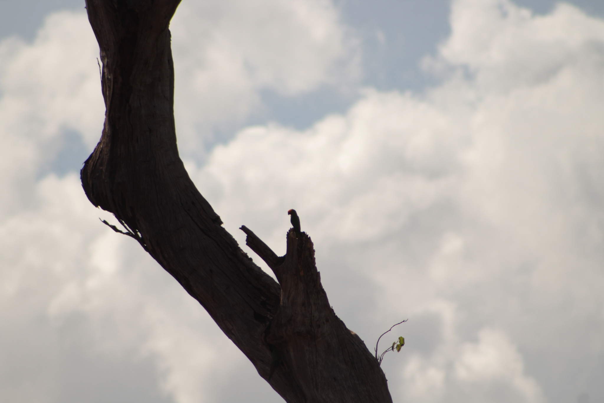 Golden-capped Parakeet (Aratinga auricapillus), photo 1
