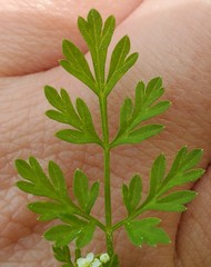 Chaerophyllum procumbens procumbens