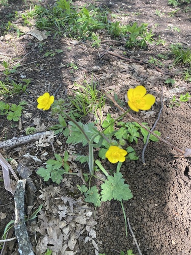 Ranunculus constantinopolitanus, photograph 6