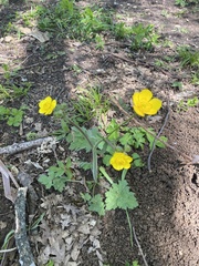 Ranunculus constantinopolitanus, photograph (c) Наталья Пикалова, some rights reserved (CC BY)