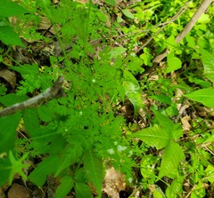 Chaerophyllum procumbens procumbens