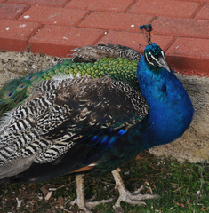 Pavo cristatus