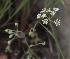 Pimpinella caffra
