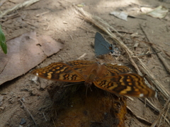 Junonia chorimene
