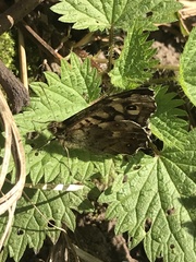 Pararge aegeria