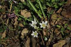 Ornithogalum woronowii