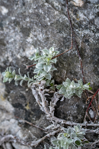 Helichrysum retortum, photograph 2