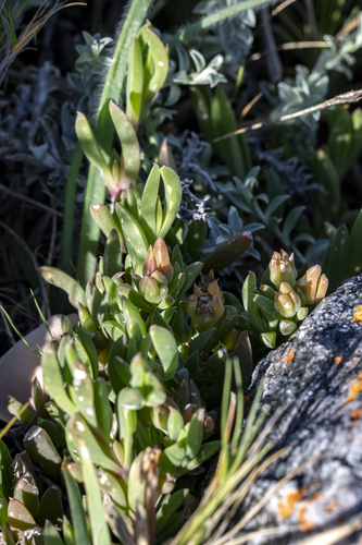 Delosperma guthriei