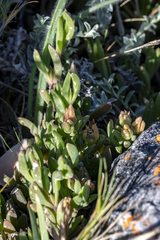 (c) magriet b, some rights reserved (CC BY-SA) Delosperma guthriei, photograph (c) magriet b, some rights reserved (CC BY-SA)