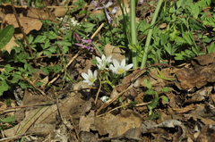 Ornithogalum woronowii