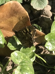 Pararge aegeria