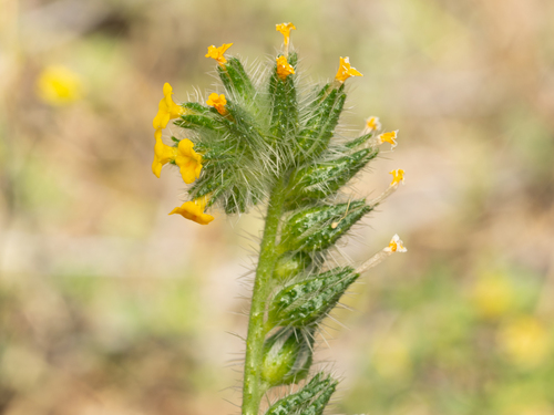 Amsinckia lycopsoides observed 2026-05-09