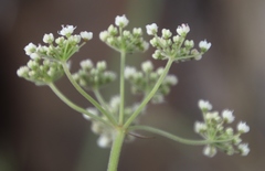 Pimpinella caffra
