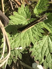 Pararge aegeria