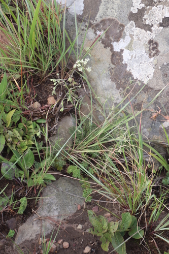 Image of Pimpinella afra by (c) Tony Rebelo, some rights reserved (CC BY-SA)