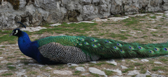Pavo cristatus