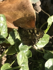 Pararge aegeria