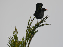 Turdus merula azorensis