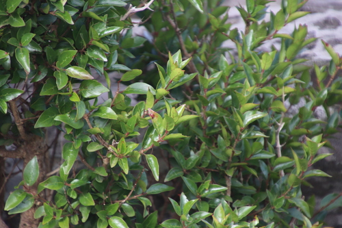Image of Cephalanthus natalensis by (c) Tony Rebelo, some rights reserved (CC BY-SA)