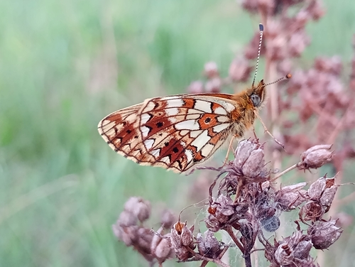 Eurasian Silver-bordered Fritillary photo 4