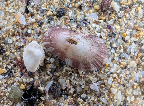 Fissurella nubecula