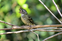 Sporophila frontalis
