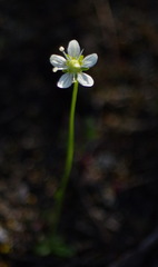 Parnassia parviflora