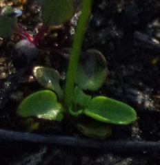 Parnassia parviflora