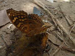 Junonia chorimene