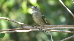 Sporophila frontalis