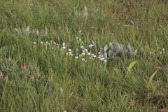 Helichrysum monticola