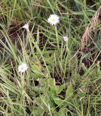Helichrysum monticola
