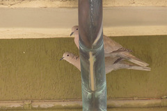 Streptopelia decaocto