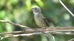 Sporophila frontalis