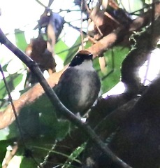 Conopophaga melanops