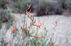 Anisacanthus linearis
