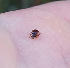 Adalia decempunctata